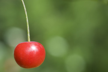Red Cherry