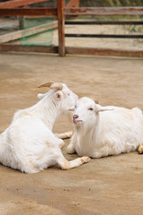 ヤギのポートレート
