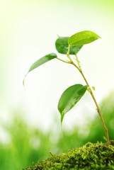 Green life in nature