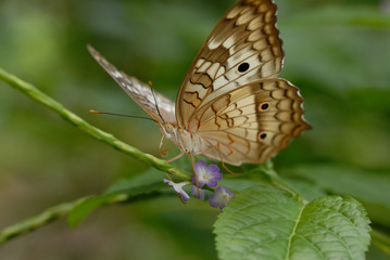 Fototapeta premium Anartia jatrophae linnaeus