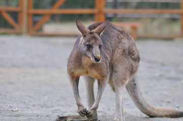 カンガルーのポートレート
