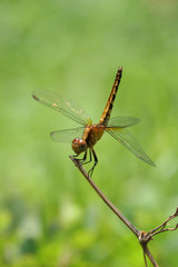 Libellula