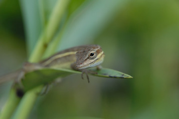 Anolis auratus - (Polychrotidae sauria)