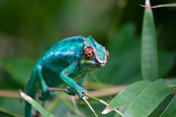 Endormi Réunionnais