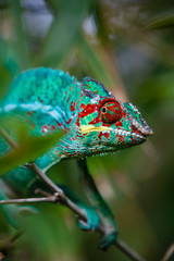 Endormi Réunionnais © Jean-Marie MAILLET