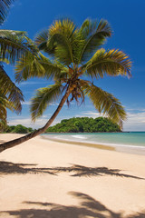 Obraz na płótnie Canvas Coconut na plaży