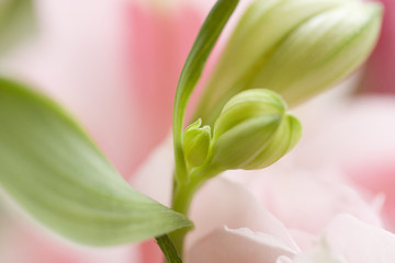 Fototapeta premium つぼみ