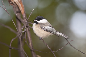 Black-capped chickadee (poecile atricapillus)