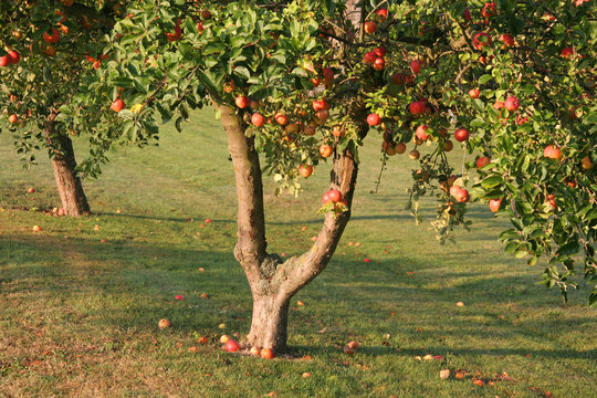 &Auml;pfel am Baum
