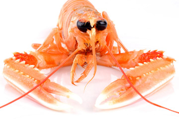 Face à une langoustine