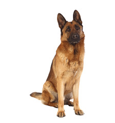 german shepard portrait