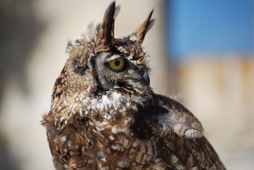 Hibou grand duc