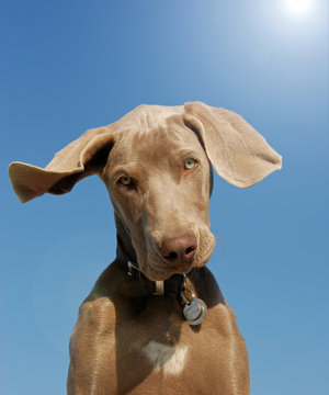 chiot braque de weimar sous le soleil