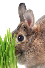 rabbit