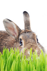 spring rabbit