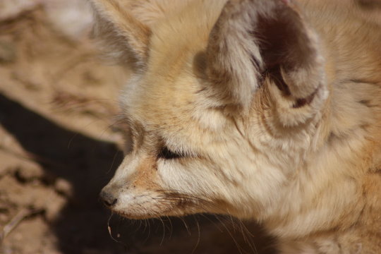 Fenec &agrave; l'affut