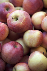 Petites pommes rouges fraichement cueillies