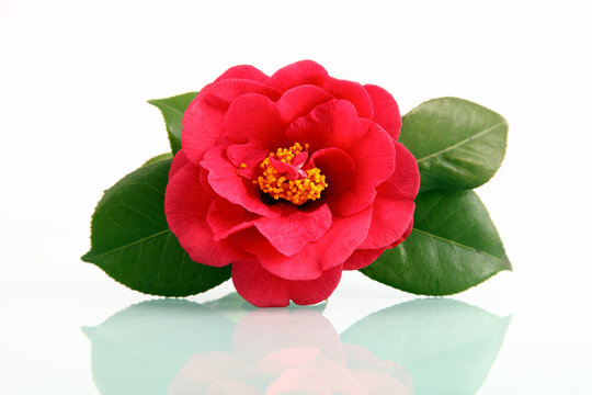 A red flower - camellia with reflection