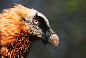 The portrait of bearded vulture © roby1960