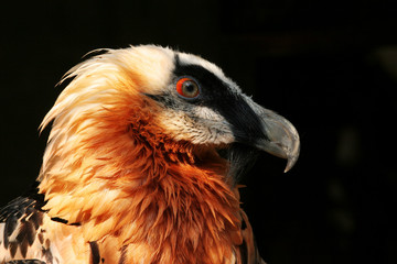 The portrait of bearded vulture