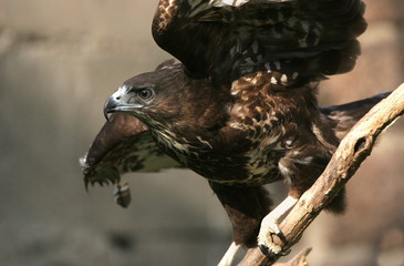 The portrait of Common Buzzard