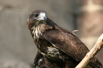 The portrait of Common Buzzard