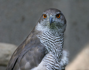 The portrait of Northern Goshawk