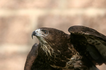 The portrait of Common Buzzard