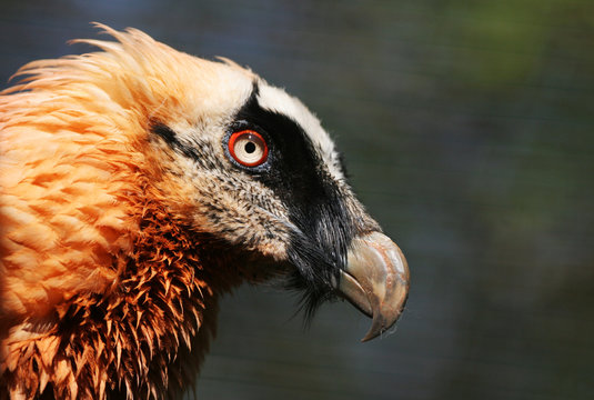 The portrait of bearded vulture