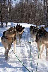 Naklejka premium chiens de traineau huskies