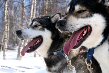 Foto auf Acrylglas Arktis heisere Hunde