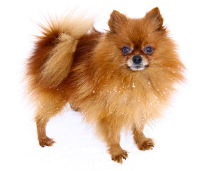 Obraz premium Chihuahua dog on white background