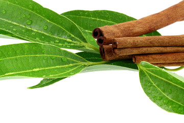 cannelle : écorce et feuilles, fond blanc