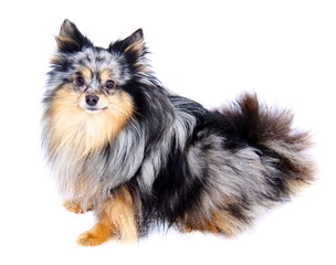 Chihuahua dog on white background