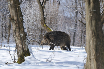wild boar