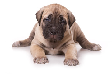 Dogo Canario puppy on white backround