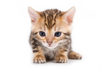 Fototapeta premium Bengal kitten on white background