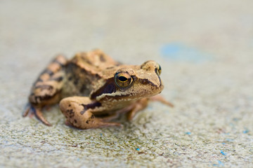 Young toad on the concrete