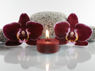 Orchideenblüten mit Spiegelung