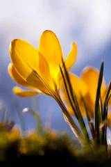 Fotobehang Krokus Krokus  © crimson