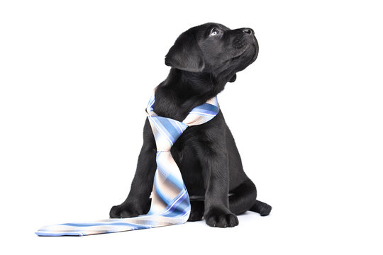 Charming puppy labrador in a necktie on a white background