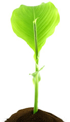 plant canna, fond blanc