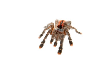 Spider