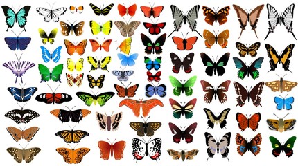 big collection of butterflies