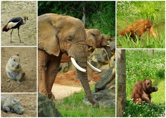 Animaux