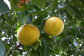 Agrumi terra del sole Italia