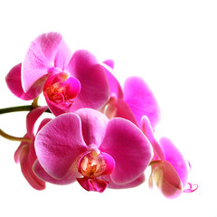 Naklejka na ściany i meble Kwiat orchid - phalaenopsis