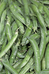 Cosses vertes de petits pois frais en vrac