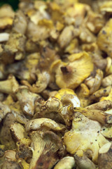 Champignons girolles chanterelles en vrac