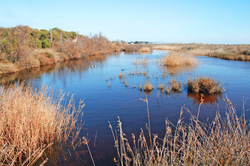 wetlands